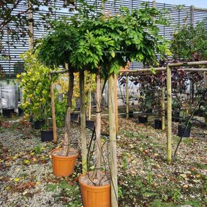 Wisteria floribunda 'Issai-naga' (Roof Pleach 50 litre 6-8 LS) 6-8 LS